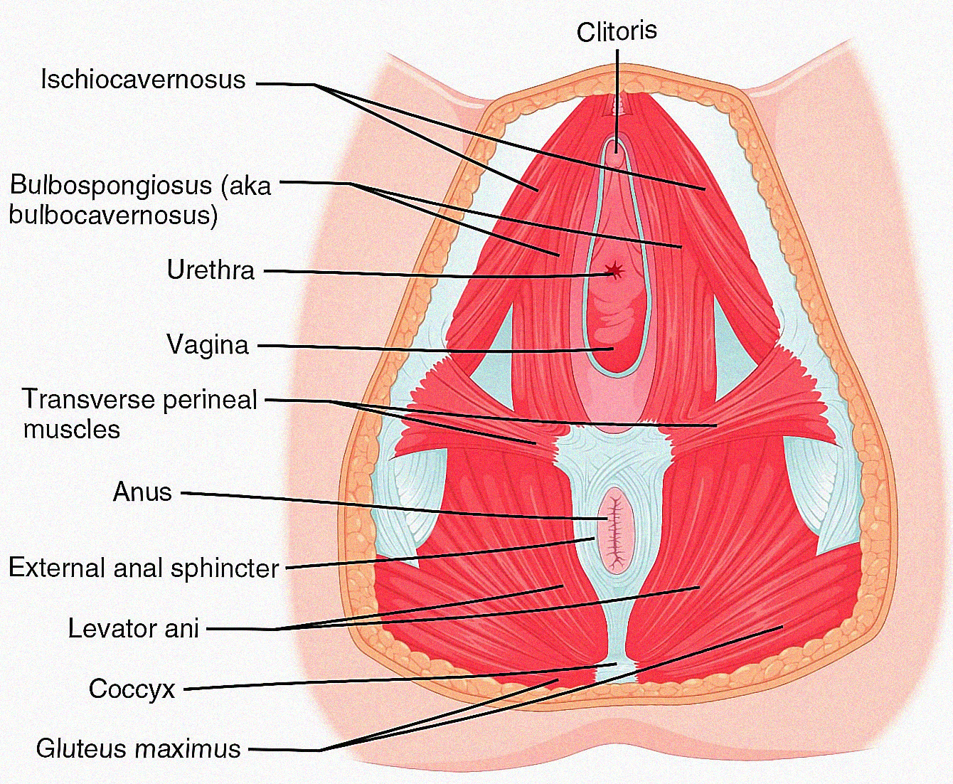 Female Pelvic Floor Diagram